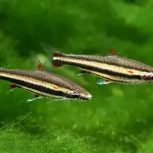 Нанностомус Бекфорда