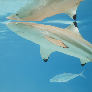 Акула черноперая рифовая /Carcharhinus melanopterus